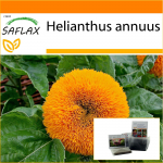 SAFLAX - Aed kotis - K&auml;&auml;bus p&auml;evalill - 40 seemet - Substraadiga sobivas p&uuml;stijas kotis - Helianthus annuus