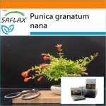 SAFLAX - Aed kotis - Bonsai - K&auml;&auml;bus granaat&otilde;un - 50 seemet - Substraadiga sobivas p&uuml;stises kotis - Punica granatum nana