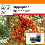 SAFLAX - Aed kotis - Astelpaju - 40 seemet - Substraadiga sobivas p&uuml;stijas kotis - Hippophae rhamnoides