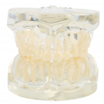 Selge esmane piimahammaste mudel lasteaiahaigla laboratooriumis kasutamiseks