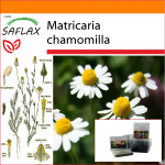 SAFLAX - Aed kotis - Mayweed - 300 seemet - Substraadiga sobivas p&uuml;stises kotis - Matricaria chamomilla