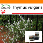 SAFLAX - Aed kotis - Harilik t&uuml;&uuml;mian - 200 seemet - Substraadiga sobivas p&uuml;stijas kotis - Thymus vulgaris