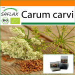 SAFLAX - Aed kotis - Orgaaniline - K&ouml;&ouml;mne - 800 seemet - Substraadiga sobivas p&uuml;stijas kotis - Carum carvi