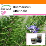 SAFLAX - Aed kotis - Rosmariin - 100 seemet - Substraadiga sobivas p&uuml;stijas kotis - Rosmarinus officinalis