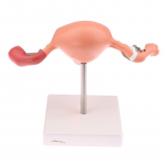 1 tk meditsiinilise rekvisiidi mudel, patoloogiline emakas munasarja anatoomiline mudel anatoomia ristl&otilde;ike uurimist&ouml;&ouml;riist one size