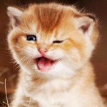 50X50CM 5D DIY Teemantmaalitekst Lillemosaiik Teemant Maastikutorn T&auml;isruudukujuline Rhinestone Pilt Kodukaunistus Full Round 50x50CM punane