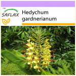 SAFLAX - Red Ginger Lily - 10 seemet - Hedychum gardnerianum