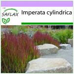 SAFLAX - Cogongrass - 50 seemet - Imperata cylindrica