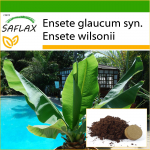 SAFLAX - Lumebanaan - 10 seemet - Potisubstraadiga paremaks kasvatamiseks - Ensete glaucum