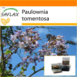 SAFLAX - Aed kotis - Printsessipuu - 200 seemet - Substraadiga sobivas p&uuml;stijas kotis - Paulownia tomentosa