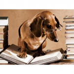 5D Teemantv&auml;rvimine Koer Loomade Teemanttikandid Ristpistes Taks Mosaiik t&auml;isring puur Full Round 20x30CM