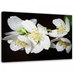 L&otilde;uendiprint Jasmine Flower Nature 60x40 must/valge