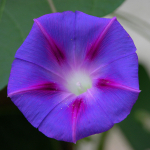 40 Purple Morning Glory Seeds - ronililled k&ouml;&ouml;giviljaaiad - paljundatavad talupojaseemned - Semiwild
