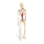 85cm Inimese Skeleti Kokkupandav Mudel Selge Struktuuriga DIY Luukerandi Meisterdamine Hariduslik M&auml;nguasi &Otilde;pilastele