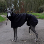 Veekindel koeravihmamantel Suur suurus Luksuslik Whippet Greyhound Koeravihmamantlid Jakk Dobermann Pinscheri vihmamantel V&auml;ljas jalutamiseks XS（old） must