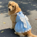 Lemmikloomakoera kleit Kuldne retriiver Samojeed Bordercollie Labradoodle -pits&auml;&auml;rega seelik seljal kaarja disainiga 3XL