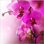 T&auml;ielik 5D-teemantmaaling koomiksite lilledega teemanttikandid ristpistes kodukaunistus k&auml;sitsi valmistatud kingitus 30x30cm