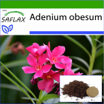 SAFLAX &ndash; K&otilde;rberoos &ndash; 8 seemet &ndash; Potisubstraadiga paremaks kasvatamiseks &ndash; Adenium obesum
