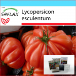 SAFLAX &ndash; kinkekomplekt &ndash; Tomat &ndash; Costoluto Genovese &ndash; 10 seemet &ndash; Koos kinkekarbi, kaardi, etiketi ja potisubstraadiga &ndash; Lycopersicon esculentum