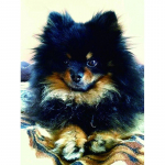 5D Teemantmaal Koer Ristpistes T&auml;is&uuml;mmargune Teemanttikandid Mosaiik Loomade K&auml;sit&ouml;&ouml; Rhinestone Kodukaunistus Full Round 20x30CM