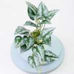 Kauplustele Bonsai Pulmapidudele Plastikust Ilus D