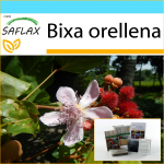 SAFLAX - Kingikomplekt - Huulepulgapuu - 20 seemet - Koos kinkekarbi, kaardi, etiketi ja potisubstraadiga - Bixa orellena