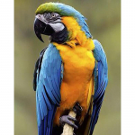 DIY Papagoi 5D Teemantmaal T&auml;is&uuml;mmargune puurlind Teemanttikandid Ristpistes Mosaiigikomplektid Seinakunst K&auml;sitsi valmistatud kingitus Full Round 60x90CM