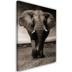 Must-valge l&otilde;uenditr&uuml;kk Africa Elephant 40x60 must/valge