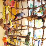 Lemmiklind kiik papagoi papagoi viirpapagoi puuri v&otilde;rkkiik rippuv naljakas m&auml;nguasi