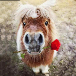 Teemantmaali roos eesliga Tee isetehtud teemanttikandid loom kleebitud &uuml;mmargune t&auml;ispuur Kodukaunistus 30x30CM