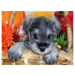 DIY &uuml;mmargune teemantmaaling &scaron;nautser koer teemanttikandid loom lemmikloom t&auml;ispuurmosaiigist kivid 20X30CM