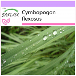 SAFLAX - Sidrunhein - 50 seemet - Cymbopogon flexosus