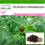 SAFLAX &ndash; Sidrunibasiilik &ndash; 200 seemet &ndash; Potisubstraadiga paremaks kasvatamiseks &ndash; Ocimum citriodorum