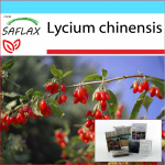 SAFLAX - Kingikomplekt - Goji mari - 200 seemet - Koos kinkekarbi, kaardi, etiketi ja potisubstraadiga - Lycium chinensis