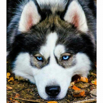 T&auml;isringne puur, 5d teemantv&auml;rvimine, koerte mosaiik, isetegemine, teemanttikandid, loomade ristpiste Full Round 20x30CM