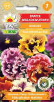 Suure&otilde;ielised Pansy Rococo lilleseemned aeda