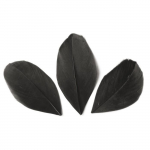 50 plumes coup&eacute;es - Noir 6 cm