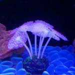 Akvaariumi helendav tehismeduus, silikoonist simuleeritud veetaimed, fluorestseeruvad
