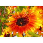 5D isetehtud teemantmaaling p&auml;evalille teemanttikandid ristpistes kodukaunistus K&auml;sitsi valmistatud kingitused Round 20x30cm