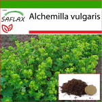 SAFLAX - Lady's Mantle - 100 seemet - Potisubstraadiga paremaks kasvatamiseks - Alchemilla vulgaris