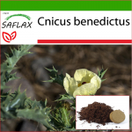 SAFLAX &ndash; St. Benedictuse ohakas - 50 seemet - Potisubstraadiga paremaks kasvatamiseks - Cnicus benedictus