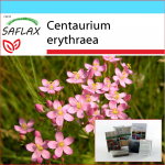 SAFLAX &ndash; kinkekomplekt &ndash; Common Centaury &ndash; 250 seemet &ndash; Koos kinkekarbi, kaardi, etiketi ja potisubstraadiga &ndash; Centaurium erythraea