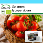 SAFLAX - Kinkekomplekt - Orgaaniline - Tomat - Berner Rose - 10 seemet - Koos kinkekarbi, kaardi, etiketi ja potisubstraadiga - Solanum lycopersicum