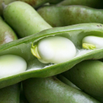 Oad Windsor White Vegetable Seeds Fresh PREMIUM 50g