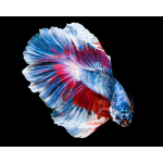 DIY teemantmaal  V&auml;rviline Rumble Fish  Loomtikandid Ristpistes Mosaiik Kaunistus 20X30CM