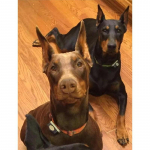 T&auml;is&uuml;mmargune puur Teemantmaal Ristpistes K&auml;sit&ouml;&ouml; mosaiik Teemanttikandid Maastikud Loomad Mosaiikmuster Kodukaunistus 15x20CM