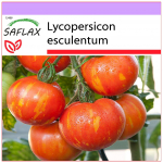 SAFLAX - Tomat - Tigerella - 10 seemet - Lycopersicon esculentum