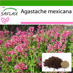 SAFLAX - Mehhiko hiidiisop - 50 seemet - Potisubstraadiga paremaks kasvatamiseks - Agastache mexicana