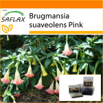 SAFLAX - Aed kotis - Angel's Trumpet Pink - 10 seemet - Substraadiga sobivas p&uuml;stijas kotis - Brugmansia suaveolens Pink