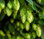 100 ronivat humalaseemnet - Humulus lupulus - &otilde;lu - talupojaseemneid